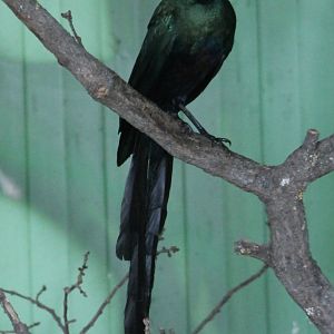 Long-tailed glossy starling