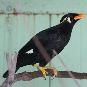 Greater hill mynah