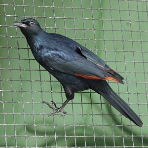 Red-winged starling