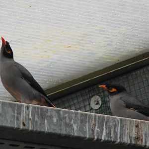 Bank mynah's