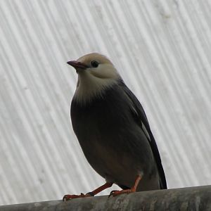 Silky starling