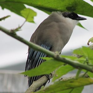 Asian azure-winged magpie