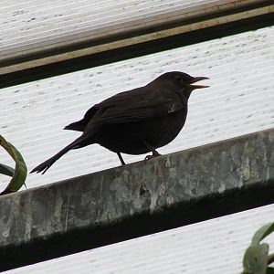 Blackbird