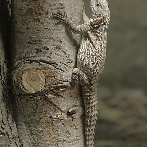 Madagascar spiny-tailed iguana