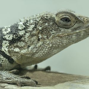 Madagascar spiny-tailed iguana