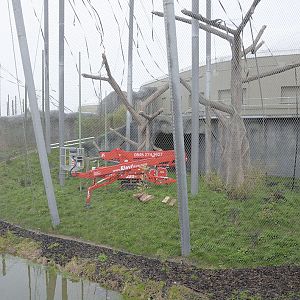 Cherrypicker in the wired orang exhibit