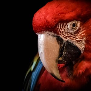 Green Winged Macaw- Kansas City Zoo