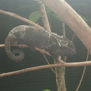 Panther Chameleon March 2017