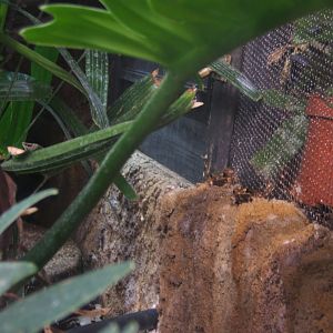 Frogs in Monsoon forest March 2017