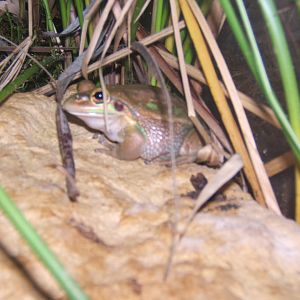 12/3/2017 Golden Bell Frog (Litoria aurea)