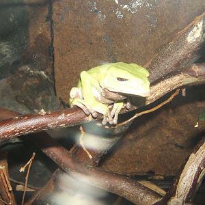 12/3/2017 Trinidadian Monkey Frog (Phyllomedusa trinitatis)