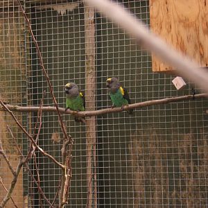 12/3/2017 Meyers Parrot