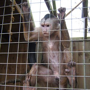 12/3/2017 Weeper Capuchin