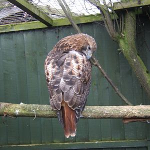 12/3/2017 Red-tailed Hawk