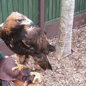 12/3/2017 Female Golden Eagle