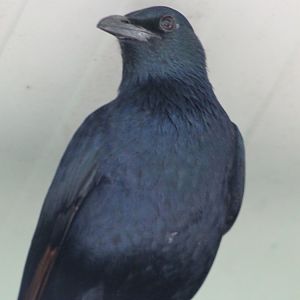 Red-winged starling