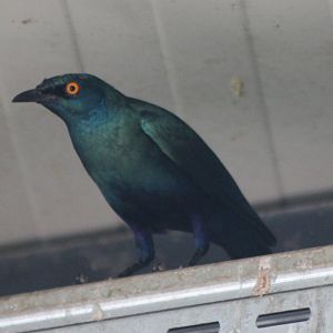 Glossy Starling ID