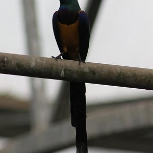 Golden-breasted starling
