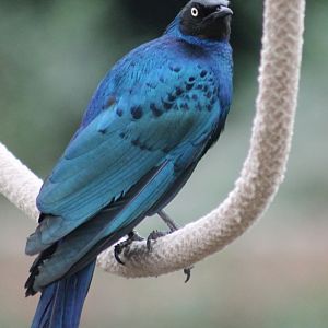 Meves's glossy starling
