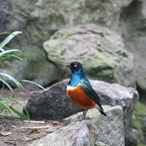 Superb starling