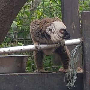 White-fronted lemur