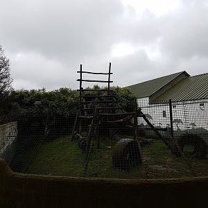 Chimp-outdoor enclosure