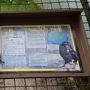 Sign Chimpanzee
