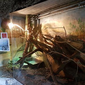 Enclosure Pygmy marmoset - Green iguana