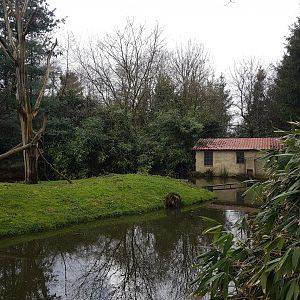 White-handed gibbon island