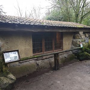Indoor-enclosure White-handed gibbon