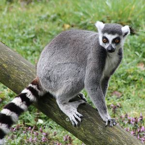 Ring-tailed lemur