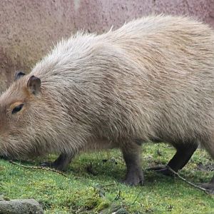 Capybara