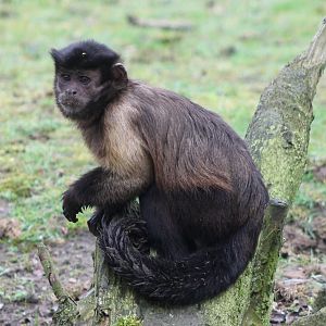 Black-capped capuchin