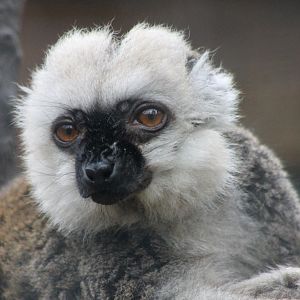 White-fronted lemur