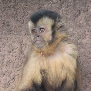 Black-capped capuchin
