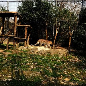 Leopard Exhibit