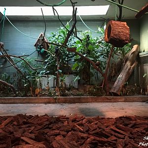 Golden-headed Lion Tamarins exhibit
