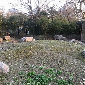 Chinese goral exhibit 3