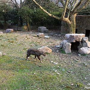 Chinese goral exhibit 2