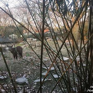 Chinese goral exhibit 1