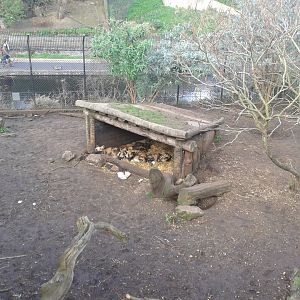 African Hunting Dogs