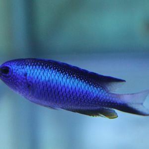 Andaman damslfish - Pomacentrus alleni