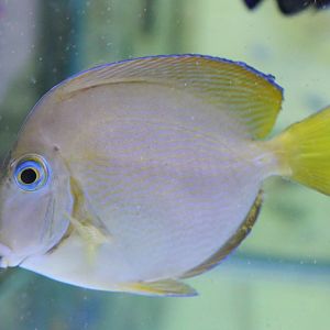 Surgeonfish ID