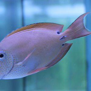 I think Acanthurus nigrofuscus