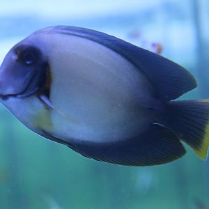 Acanthurus pyroferus