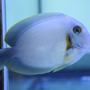 Subadult Acanthurus pyroferus