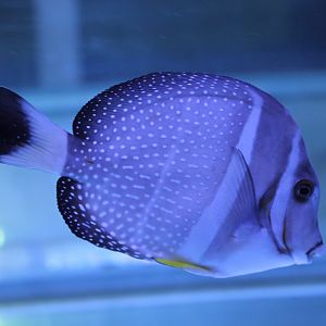 White-spotted surgeonfish - Acanthurus guttatus