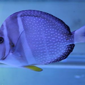 White-spotted surgeonfish - Acanthurus guttatus