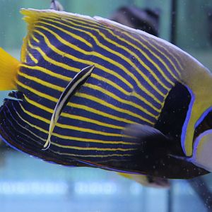Bicolor cleaner wrasse - Labroides bicolor with Emperor angelfish