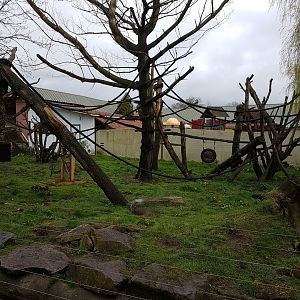 Enclosure Small-clawed otter